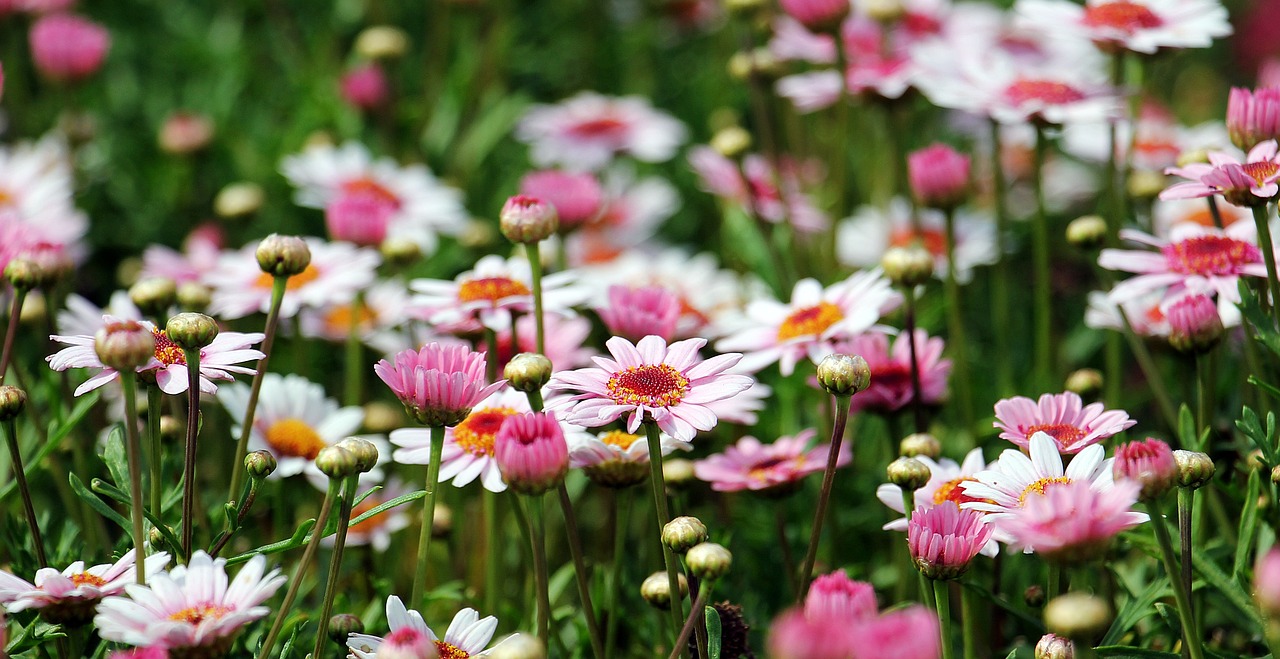 Container Gardening: Growing Vegetables in Small Spaces