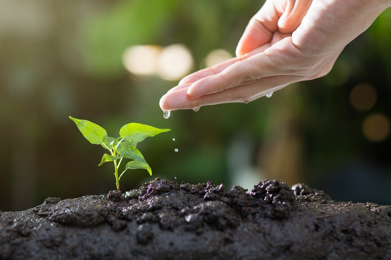 Gardening for Beginners: Essential Tips to Get Started